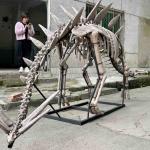 Exhibition Jurassic Park Dinosaur Skeleton , Dinosaur Bone Replicas