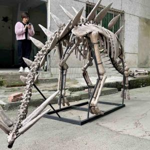 Quality Exhibition Jurassic Park Dinosaur Skeleton , Dinosaur Bone Replicas wholesale