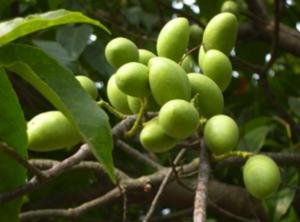 Quality High quality olive extract antioxidant hydroxytyrosol --Olea europea L. wholesale