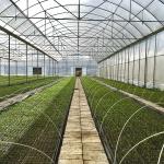 Multi-Span Greenhouse High Tunnel 200 Micron Polyethylene Film Greenhouse