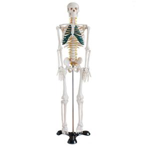 Quality Hospital Education 85cm Life Size Skeleton Anatomy Model With Ligaments wholesale