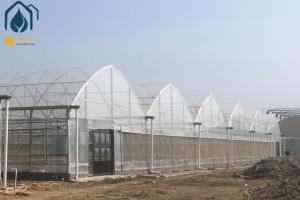 Quality Large Hydroponic Multi Span Greenhouse For Tomato / Pepper / Cucumber Planting wholesale