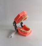 Colorful Brushing Plastic Dental Teeth Model Removable