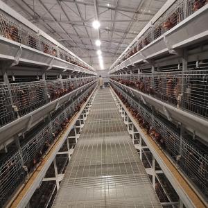Quality H Shaped Layer Chicken Cage Automatic Poultry Farming Equipments Battery wholesale