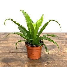 Quality Modern Plastic Potted Artificial Bonsai Bird Nest Fern wholesale
