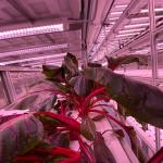 Ventilation fan 40ft Container Greenhouse for Advanced Plant Growth