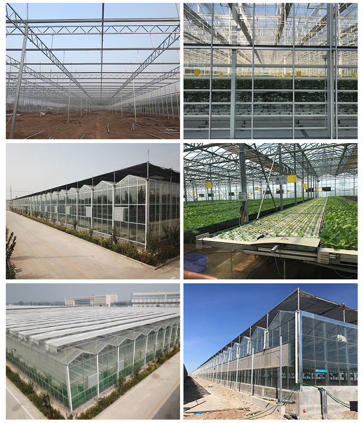 4.0m-6.0m Gutter Height Commercial Glass Greenhouse for Vegetable Flower