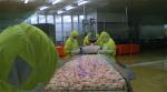 Commercial continuous automatic shrimp cooking and heating steam blanching