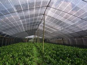 Quality High Speed Raschel Knitting Machine , Greenhouse Agriculture Vegetable Net Making Machine wholesale