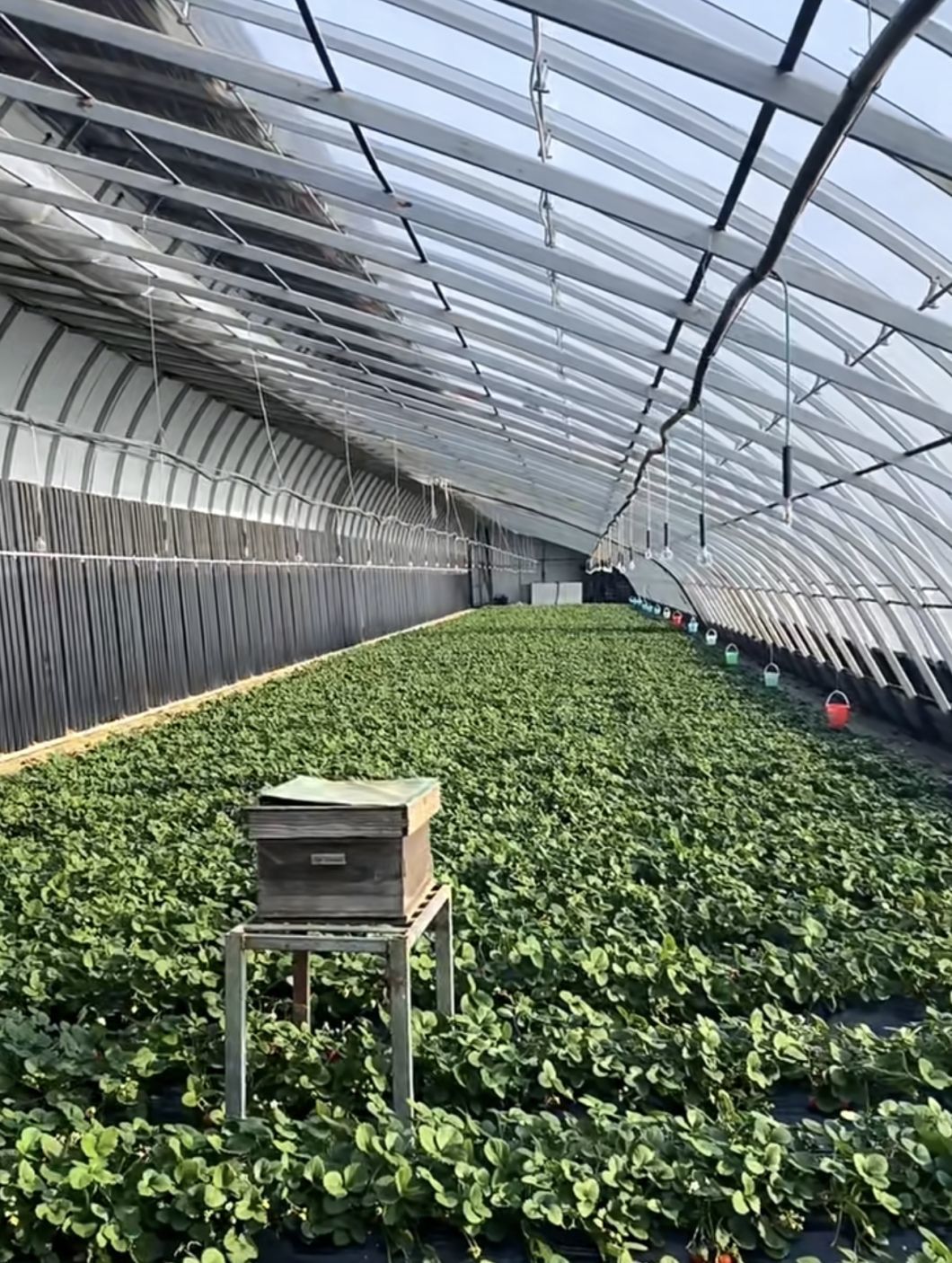 Aquaculture Vegetable Film Strawberry Flower Sunlight Greenhouse