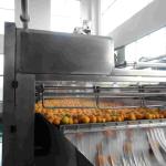 Automatic Fresh Ginger / Turmeric Cleaner Stainless Steel Fruit Washing Machine