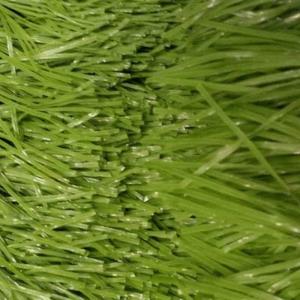 Quality Artificial Soccer Grass / Artificial Grass Waterproof wholesale