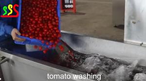 Quality Fresh Tomato Medium Fruit Production Line wholesale