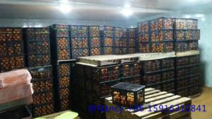 Quality orange fresh storage，the temperature is between3℃ and 5 ℃,keep the orange fresh wholesale