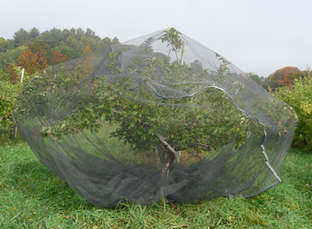 Warp Knitted Covering Fruit Tree Insect Screen Mesh Bag Protection Netting