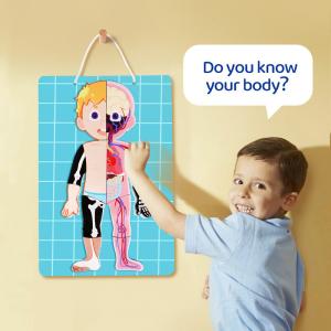 Quality Kids Early Educational Learning Toys Human Organs Model 48Pcs For Boys Girls 3 4 5 6 7 8 wholesale