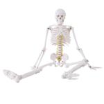 Medical Pvc Simulation 85cm Small Anatomical Skeleton Model