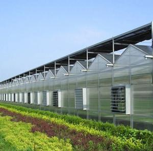 Quality Large Aquaculture Tomato Cucumber Strawberry Hydroponics Greenhouse with High Yield wholesale