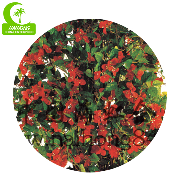 Bougainvillea tree