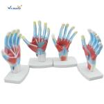 Laboratory Educational Anatomy Models Palm Model VIC-325