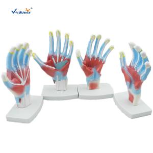 Quality Laboratory Educational Anatomy Models Palm Model VIC-325 wholesale