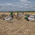 Custom PP Mallard Silhouette Decoys For Hunting Waterproof Anti Reflective