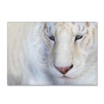 Wholesale of Animal New Big Carpet Wholesale Simple Style Bedroom Floor Mats and