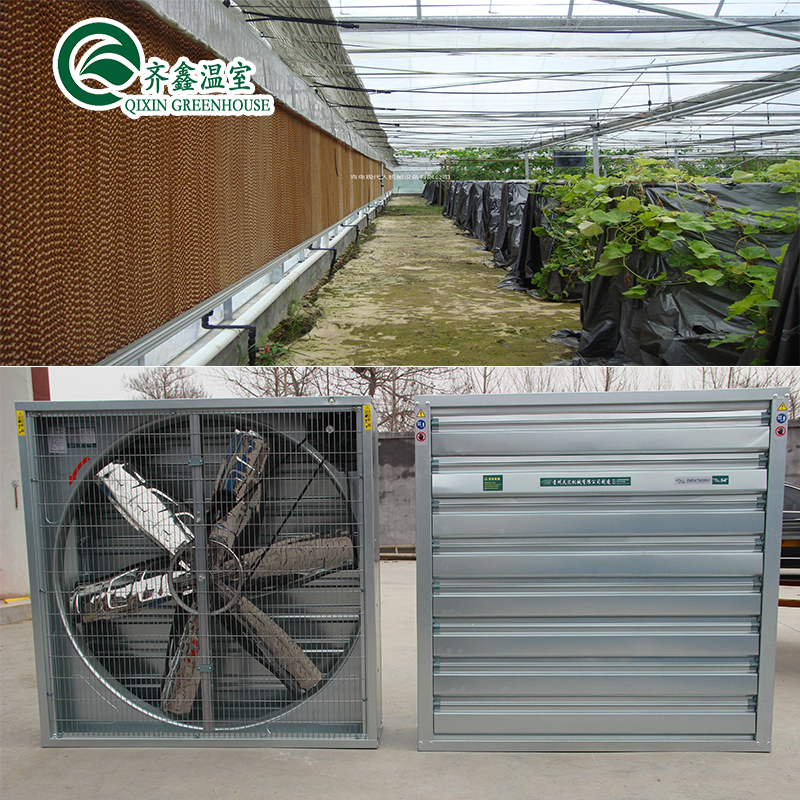 Customized Multi-span Vegetable Grow Tunnel Greenhouse for Vegetable Cultivation