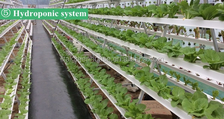 Namibia Africa Gutter Connected Greenhouse with Optimal Ventilation and Single Layer