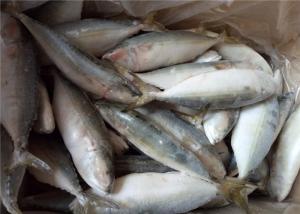 Quality Scomber Japonicus Seafood 60G Frozen Indian Mackerel For Home wholesale