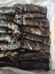 150+G BQF Frozen Black Squid ISO2200 / HACCP Standard