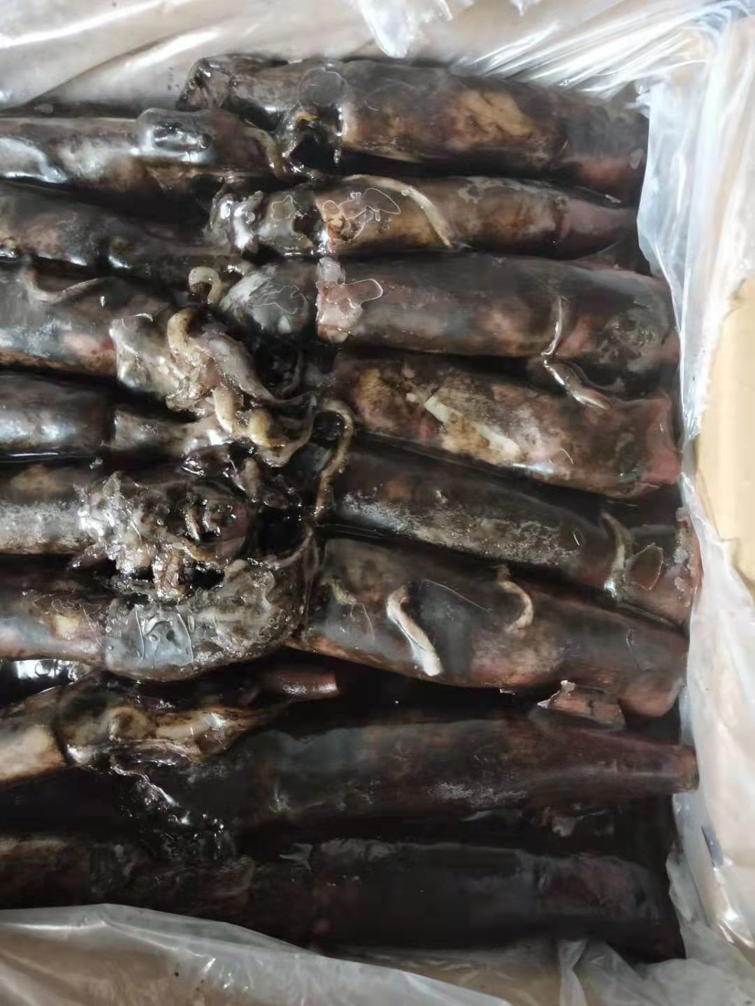 150+G BQF Frozen Black Squid ISO2200 / HACCP Standard