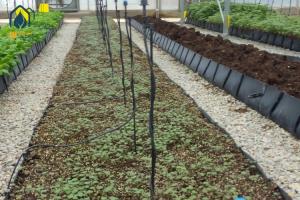 Quality Greenhouse Hydroponic Planting Trough PP Roll For Fresh Cut Flowers Rose Cultivation wholesale