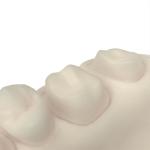 Opposite Jaw Dental Model Resin Odorless