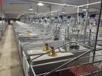 Steel Pig Farm Shed Piggery Equipment Feeding Accessories Customized