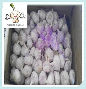 Quality New fresh garlic of 2016(normal white&amp;pure white&amp;red garlic) wholesale