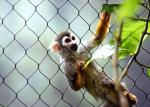 Hand Woven Stainless Steel Cable Netting Wire Mesh Monkey Enclosure SGS