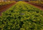 Agricultural Hydroponic Venlo Glass Greenhouse High Efficiency Energy Saving