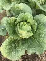 Quality Large Organic Flat Head Cabbage With Japan Standard HACCP&amp;GAP Standard wholesale