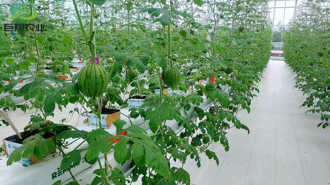Turnkey Intelligent Glass/Polycarbnate Board Coverig Vertical Farming Greenhouse