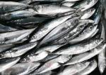 Fresh Frozen Seafood Pacific Makerel Fish Iso Trachurus Trachurus