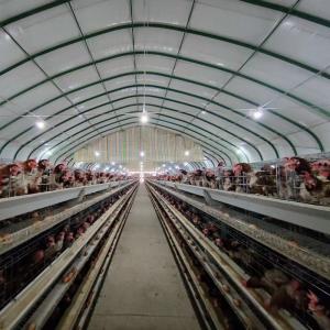 Quality Poultry Farm Equipment Battery Cage 120 Birds 160 Birds Egg Layer Chicken Cage wholesale