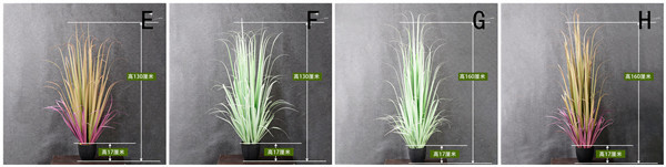 Durable Artificial Bonsai Tree Plush Fiber Silk Fabric Aloe Dog Tail Onion Grass / Plastic Flower Pot