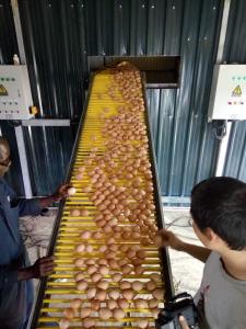 Quality 5 Layer Q235 Battery Egg Layer Cages Poultry Field Chicken Cage wholesale