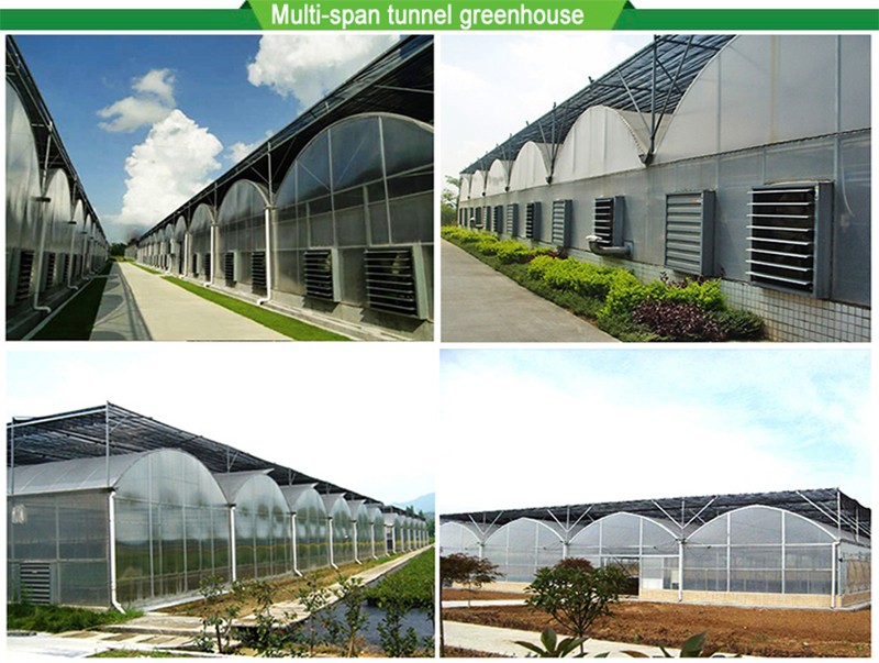 Double or Single Layer Multi-Span Agricultural Greenhouses for Customizable Farming