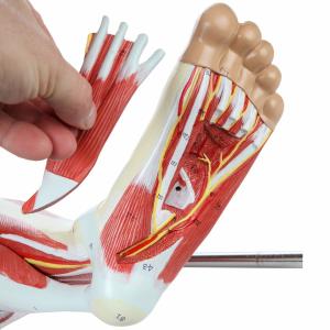 Quality Human Hip thigh calf and foot muscles 13 parts Life Size Arteries &amp; Veins for Study Display Teaching Medical Leg Muscle Model wholesale