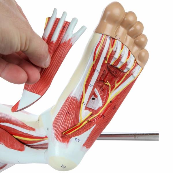 Human Hip thigh calf and foot muscles 13 parts Life Size Arteries & Veins for