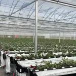 Durable Building Materials Multi-Span Film Greenhouse with Steel Structure