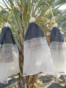 Quality White Jujube Date Collecting Net Bags For Morroco Anti UV HDPE Mesh Bags wholesale
