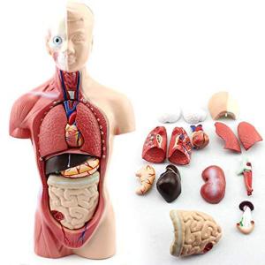 Quality Medical Education Human Anatomy Torso Model 10.5 Inch Of 14PCS Removable Organs wholesale